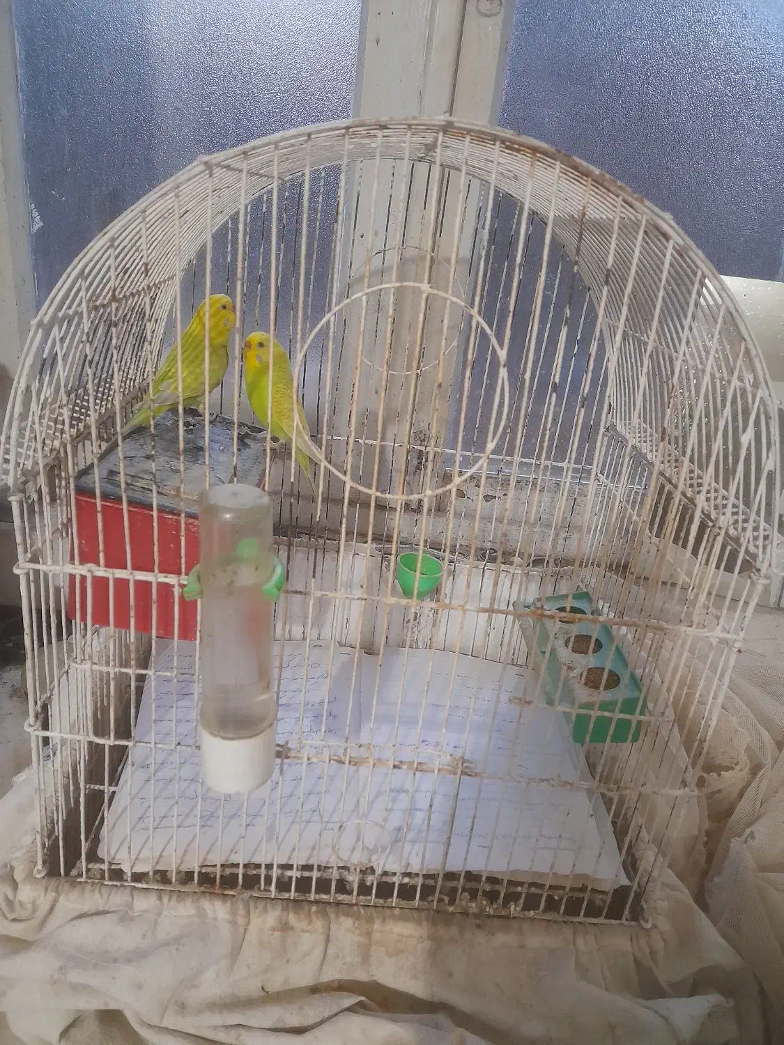 فروش مرغ عشق های زیبا|پرنده|بندر انزلی, کلیور|دیوار