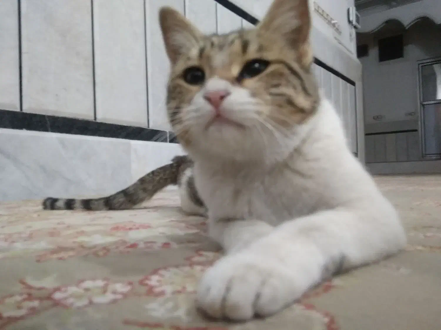 واگذاری گربه|گربه|زاهدان, |دیوار