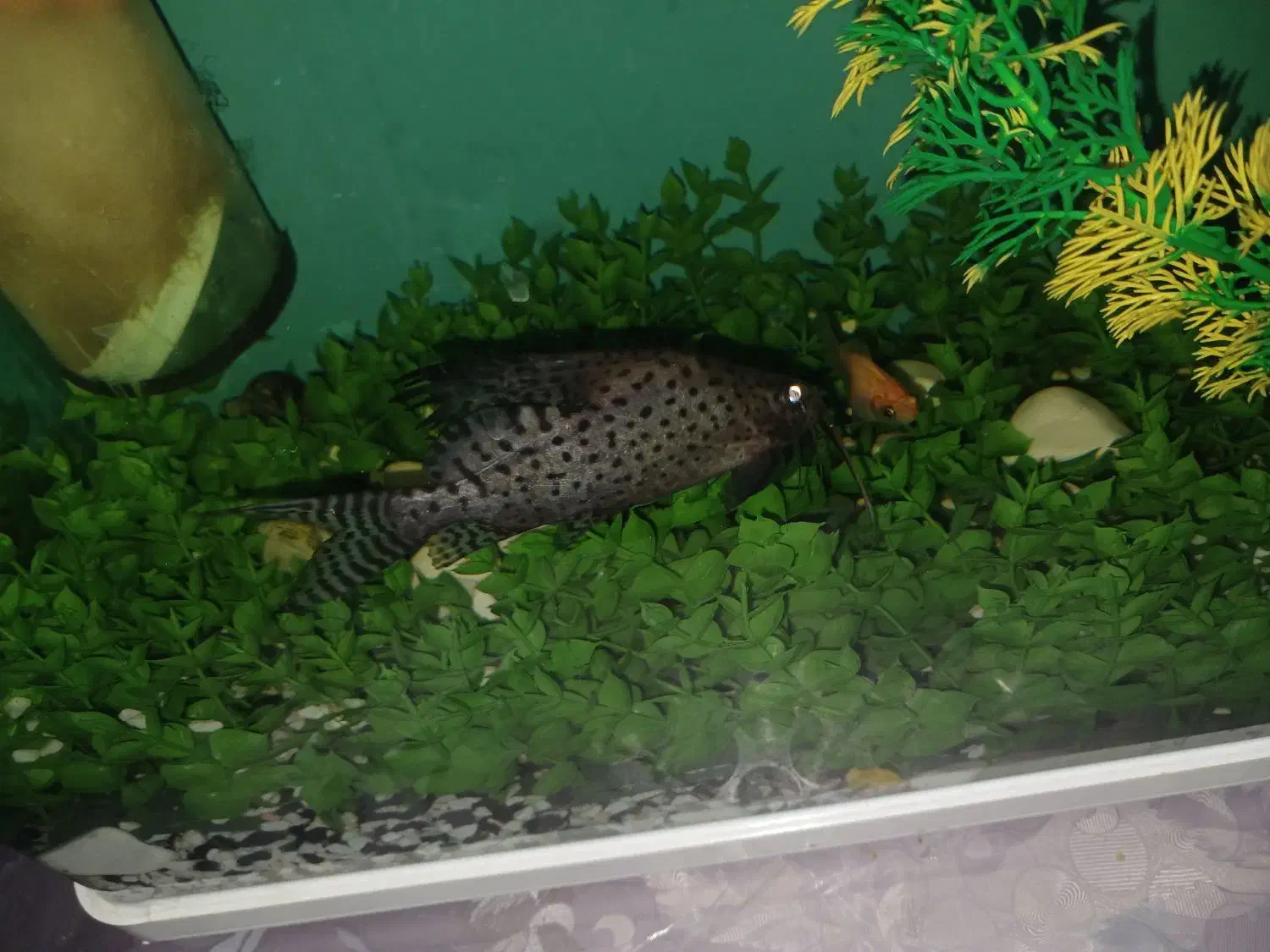 ماهی کت فیش خرگوشی|ماهی|کاشان, لتحر|دیوار