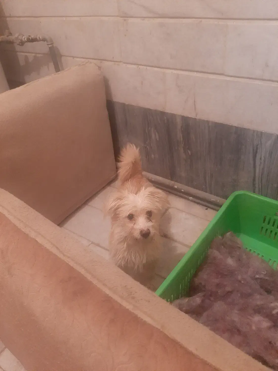 سگ آپارتمانی بی صدا|سگ|مهدی شهر, |دیوار