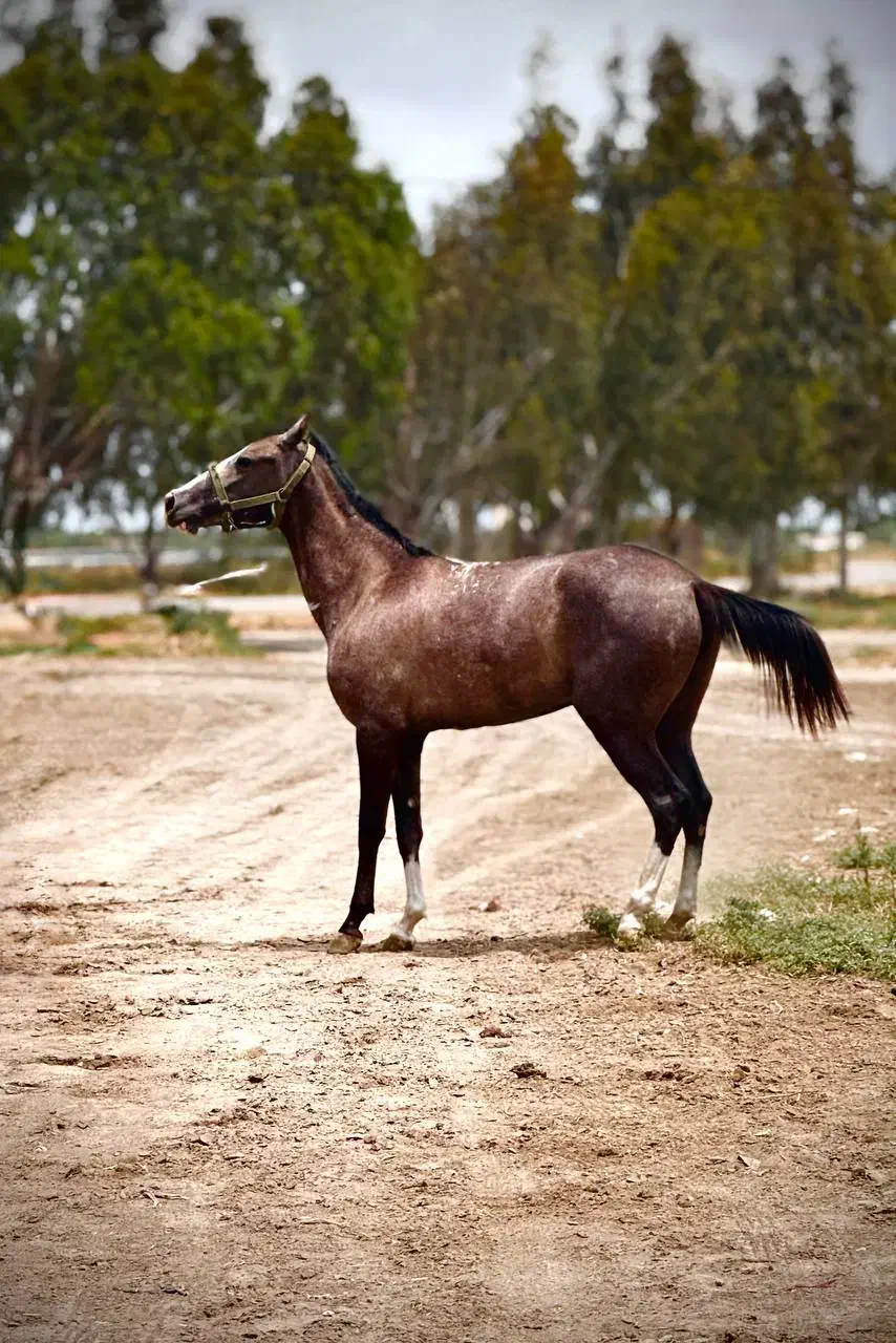 کره مادیان ترکمن|اسب و تجهیزات اسب‌سواری|سیجوال, |دیوار