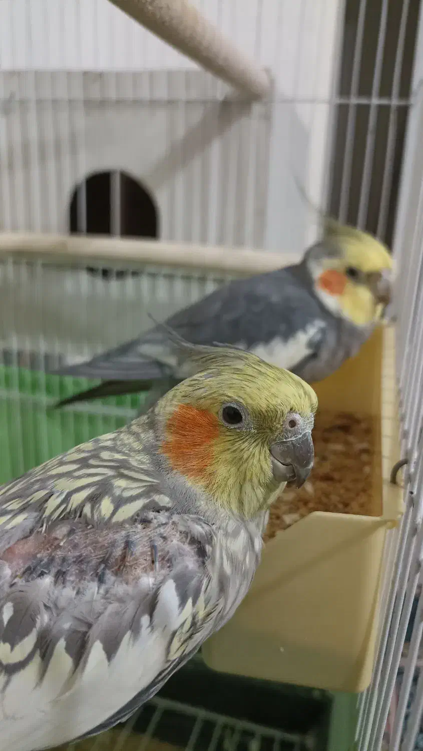 عروس هلندی سخنگو و دستی|پرنده|نسیمشهر, |دیوار