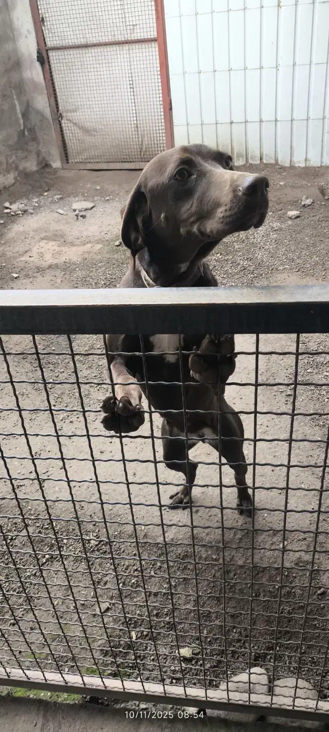 شکاری ماده،آماده جفتگیری|سگ|رشت, حومه رشت|دیوار