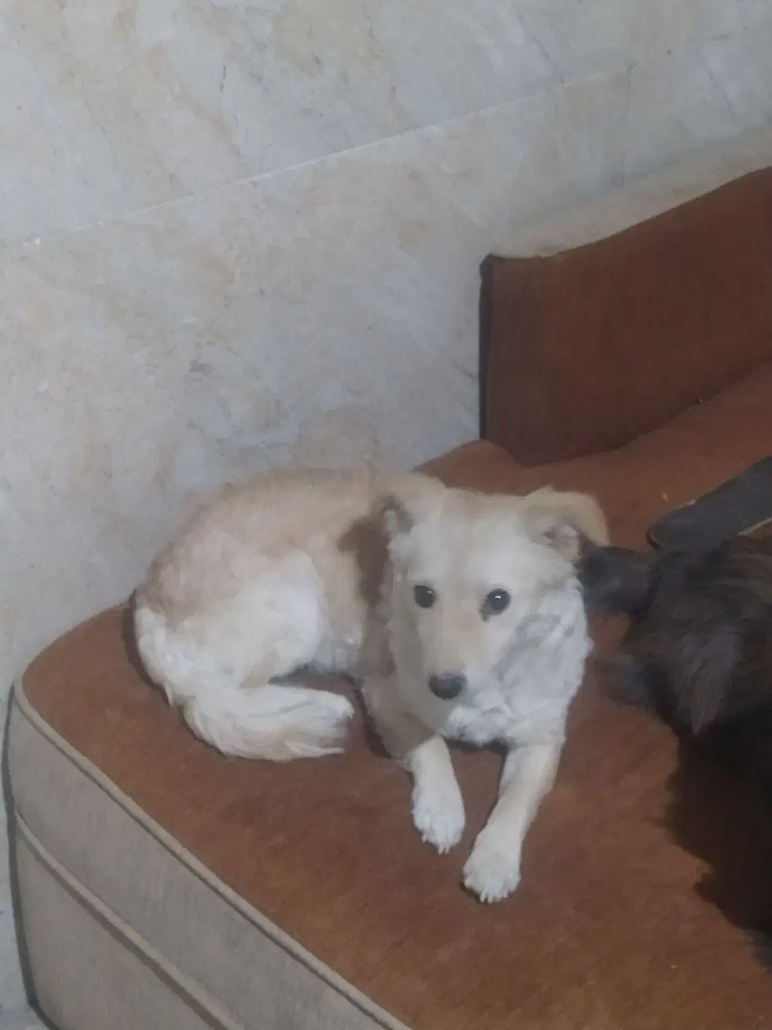 سگ پاکوتاه فروش فوری|سگ|آشخانه, |دیوار