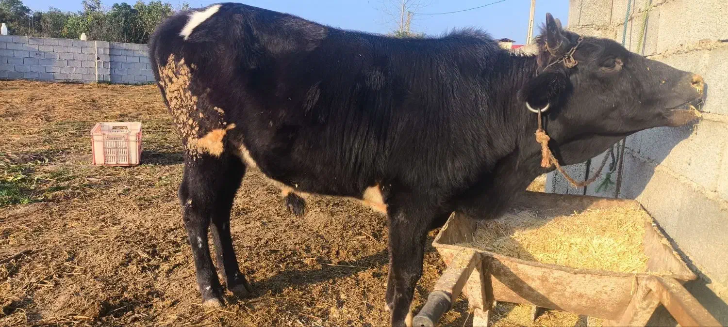 گوساله ای نر محلی|حیوانات مزرعه|خرم‌آباد (تنکابن), |دیوار