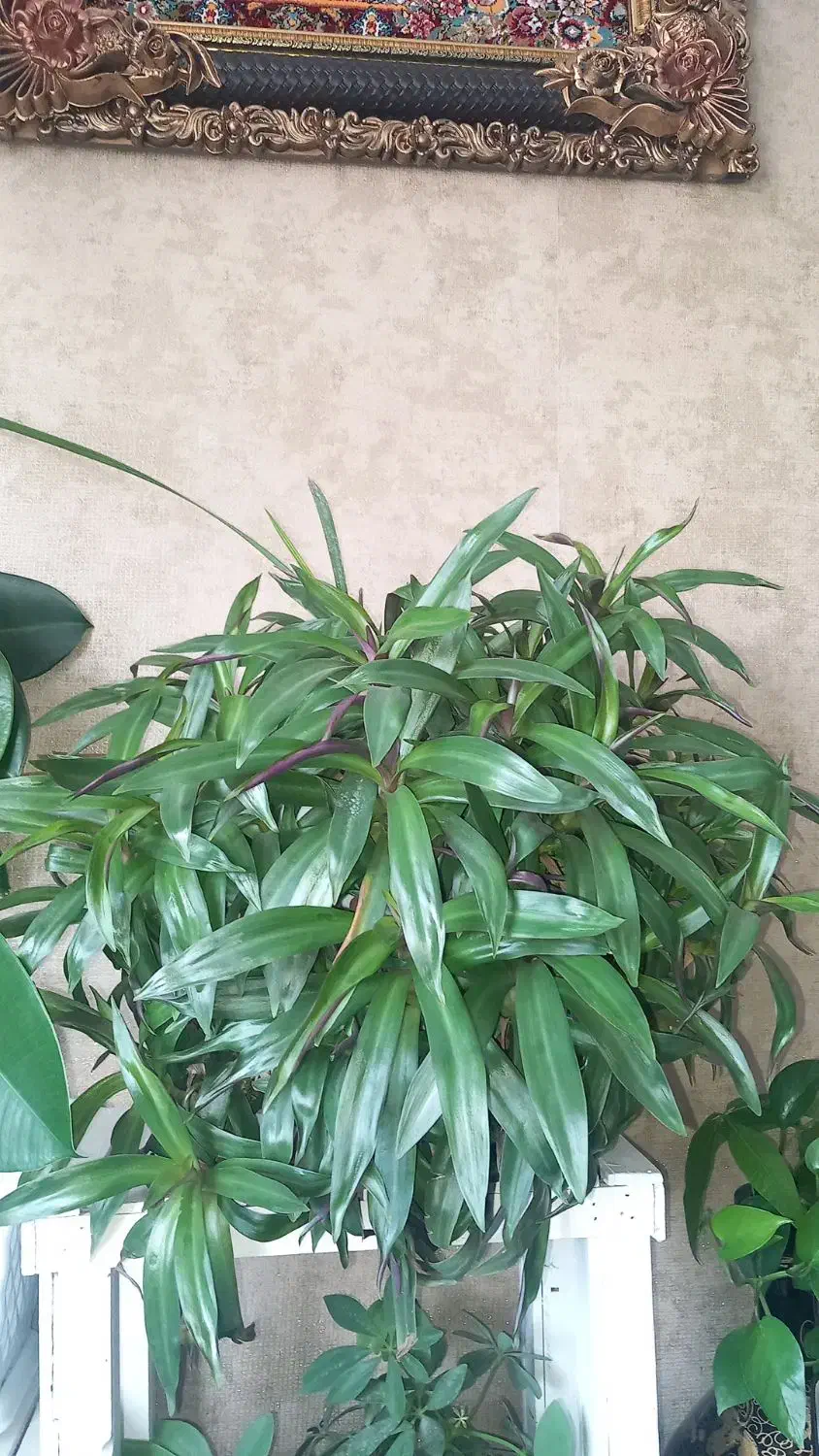 حراج گل طبیعی|گل و گیاه طبیعی|دماوند, گیلاوند|دیوار