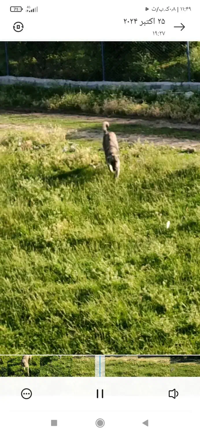 سگ ماده اصیل|حیوانات|نالوس, |دیوار