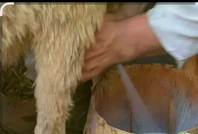 میش آبست ،جوان‌.|حیوانات مزرعه|درمیان, |دیوار