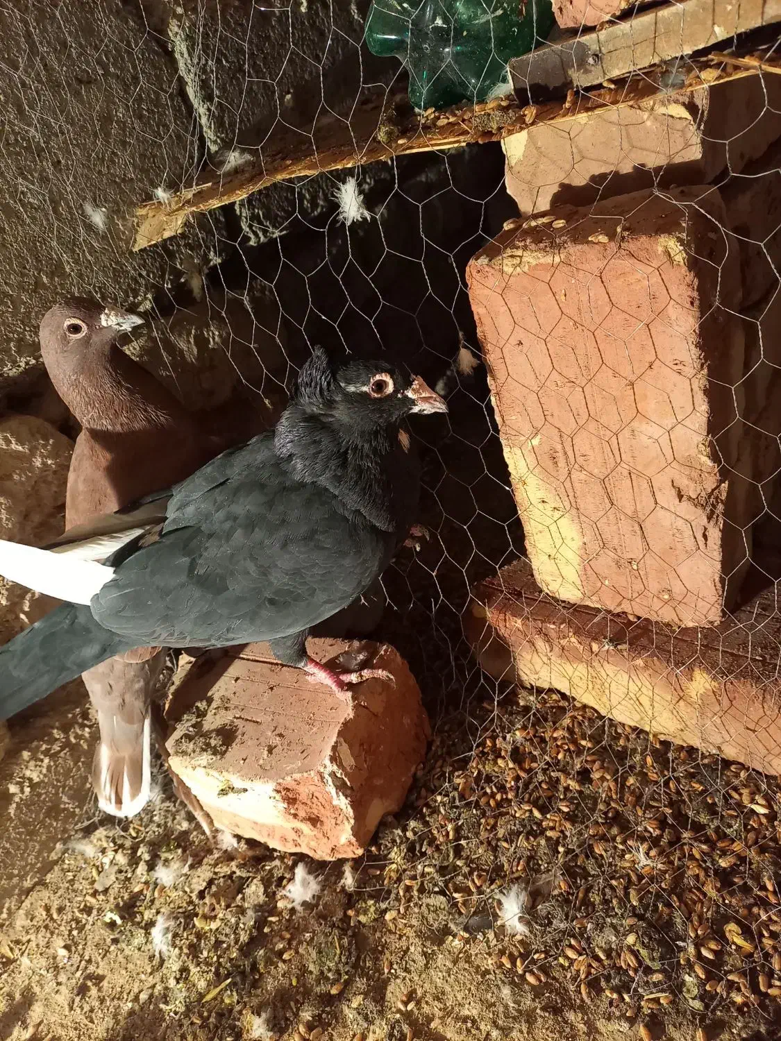 نر پلنگ کاکل|پرنده|زاهدان, |دیوار