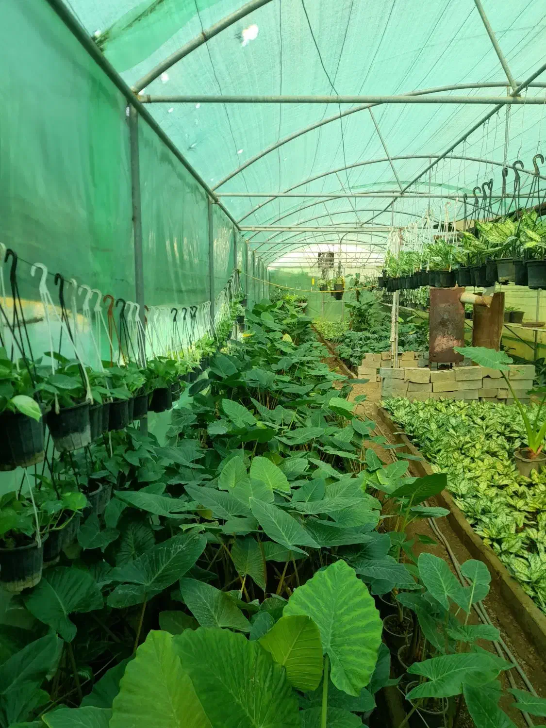 فروش عمده انواع گل های آپارتمانی|گل و گیاه طبیعی|بابل, |دیوار