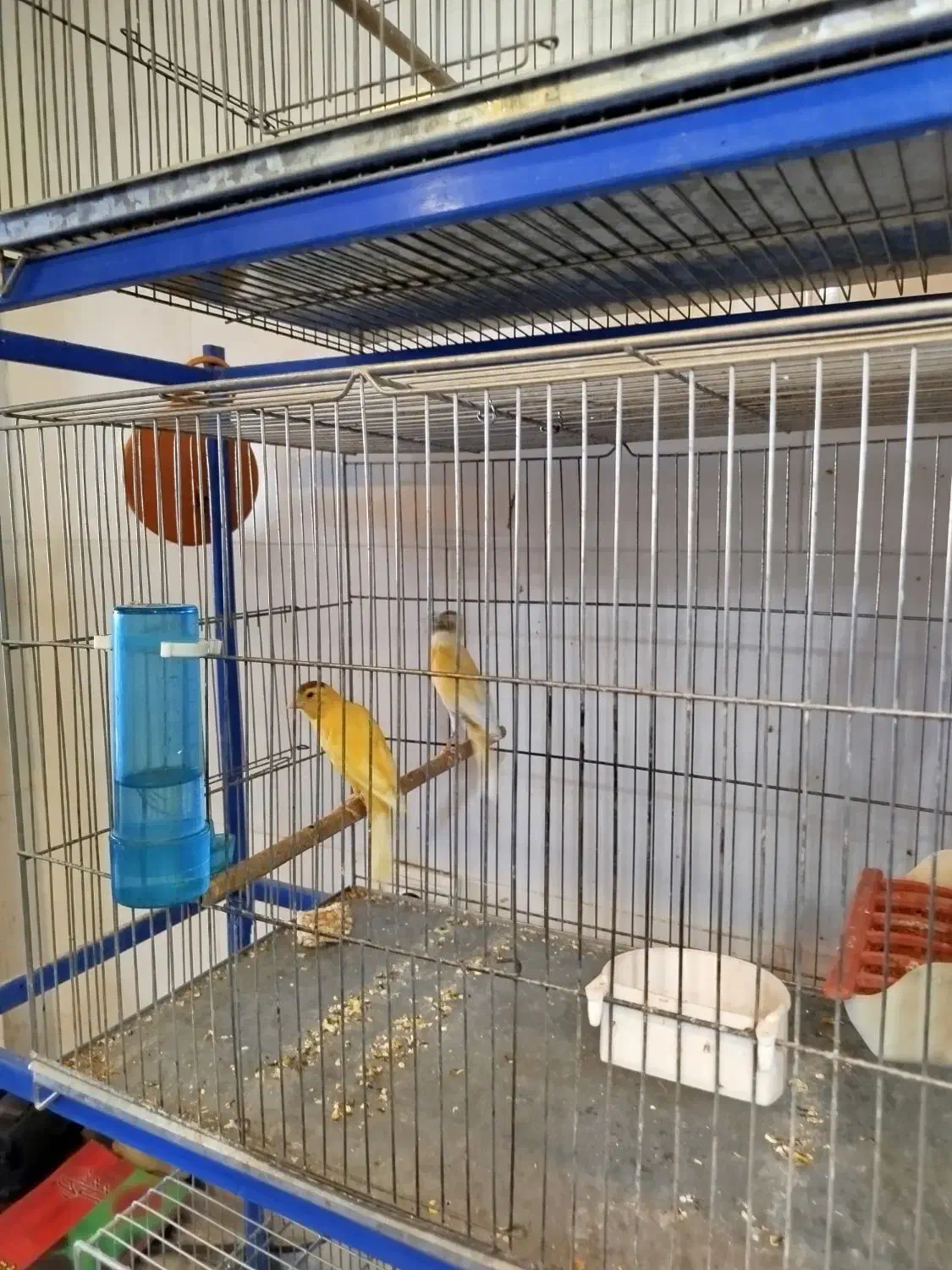 پرنده فروشی طاها|پرنده|فسا, |دیوار