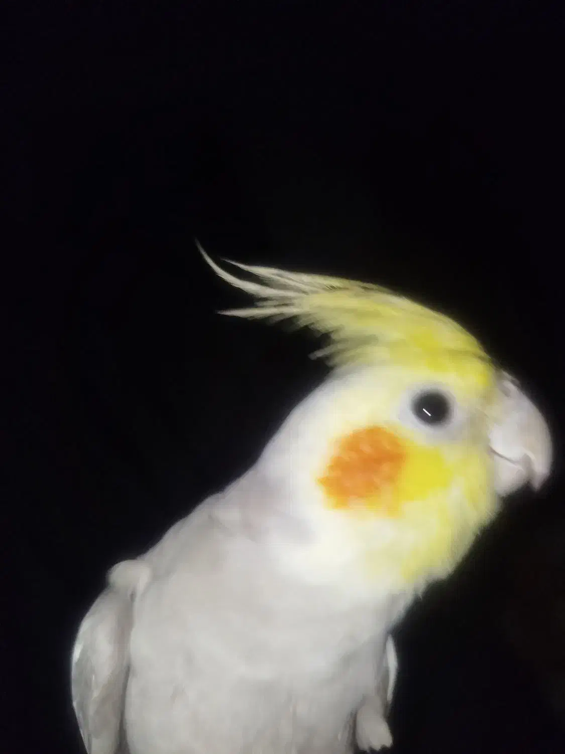 عروس|حیوانات|دهگلان, |دیوار