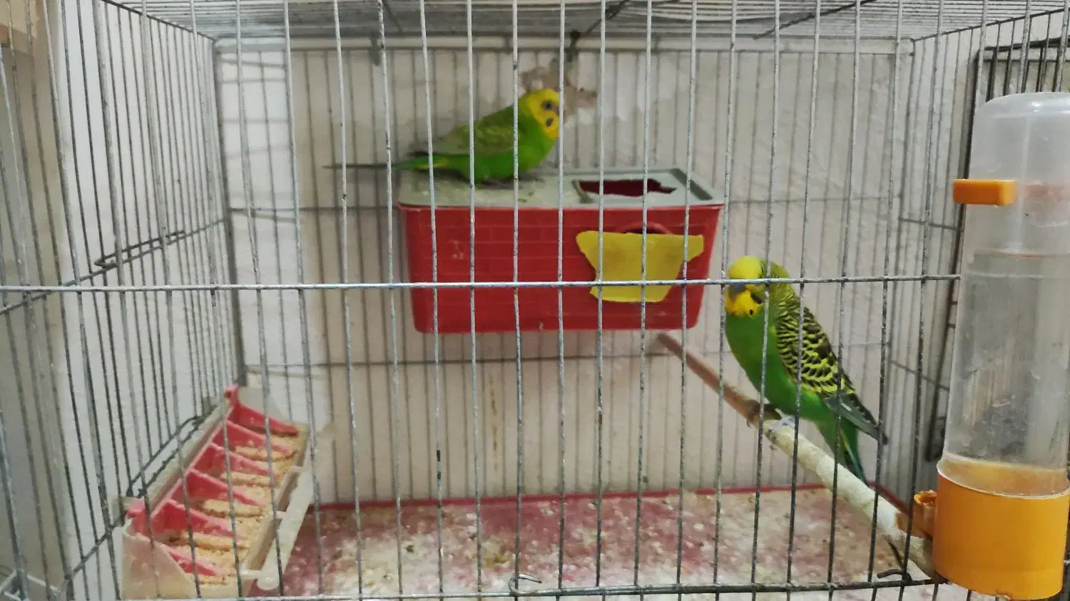 عروس هلندی.مرغ عشق|پرنده|فسا, |دیوار