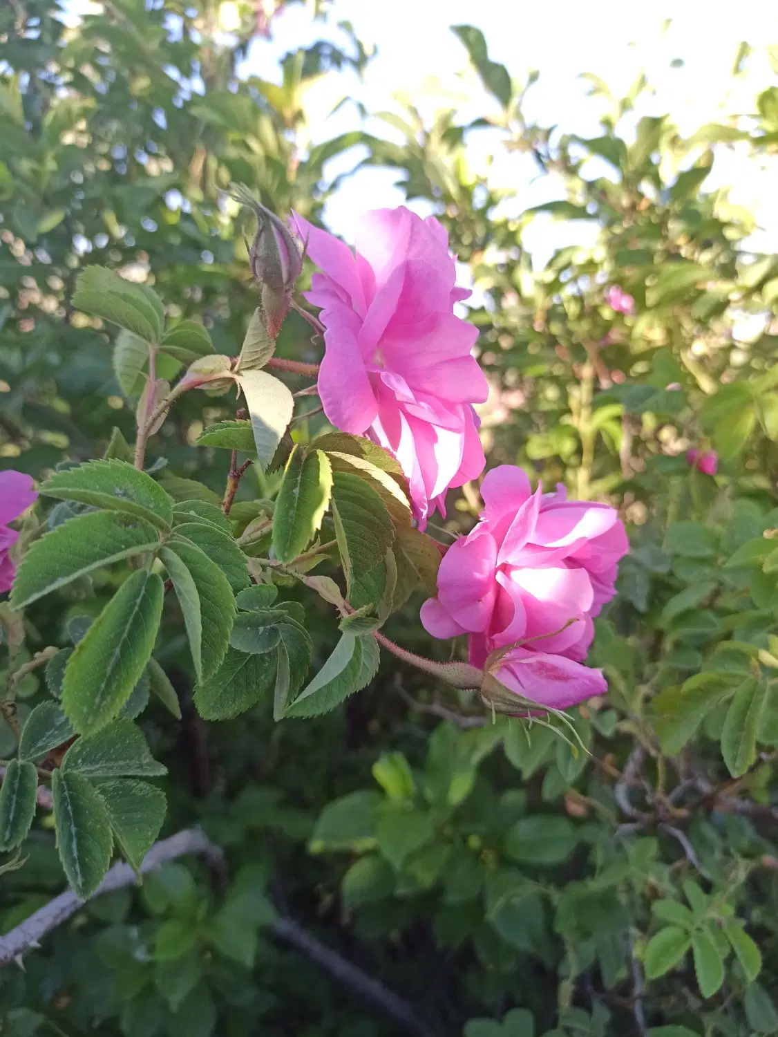 گل محمدی|گل و گیاه طبیعی|خمین, |دیوار