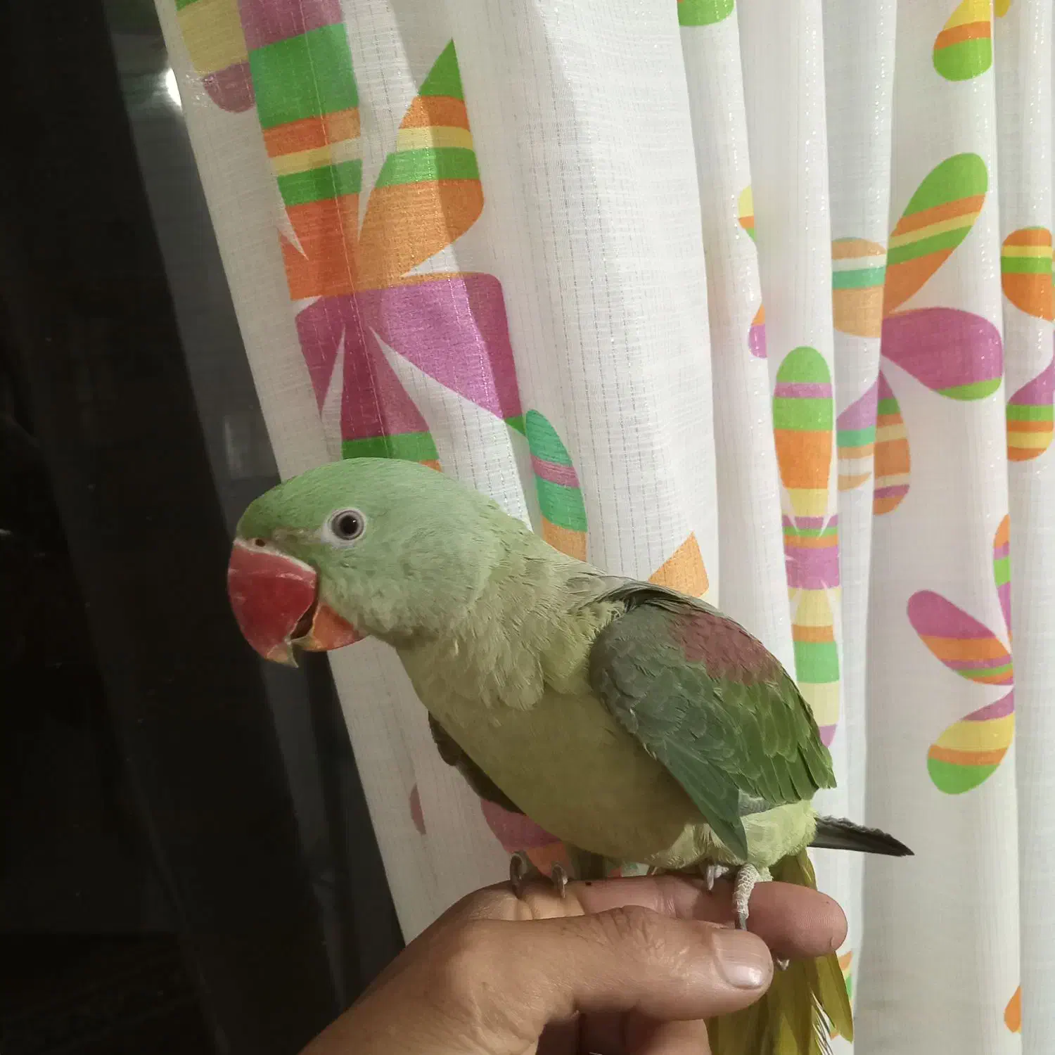 جوجه شاه طوطی|پرنده|هشتگرد, گلسار|دیوار