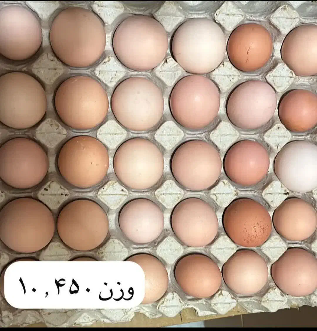 تخم مرغ محلی|خوردنی و آشامیدنی|هشتگرد, شهرک بعثت|دیوار