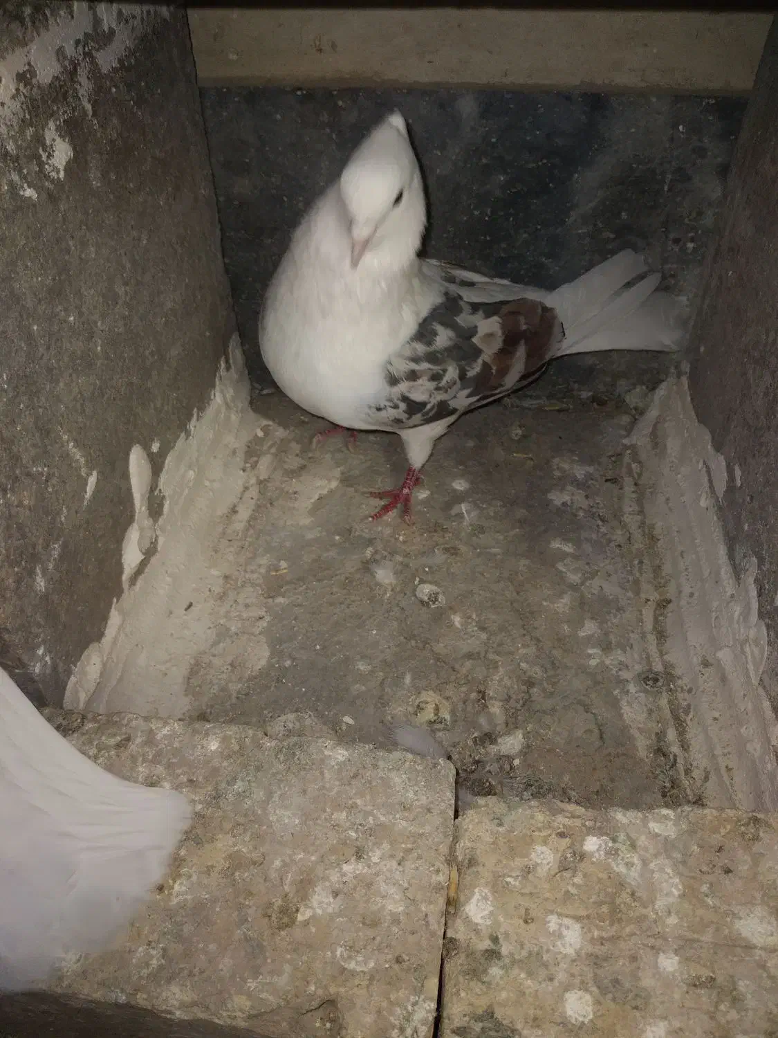 پلنگ شو سیاه|پرنده|سیلاخور, |دیوار