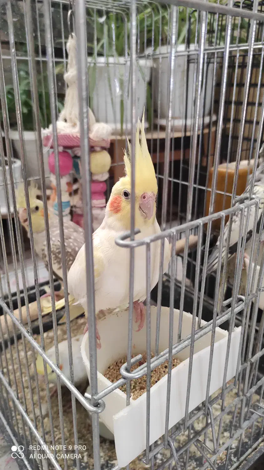 عروس هلندی|پرنده|قم, نخودی|دیوار