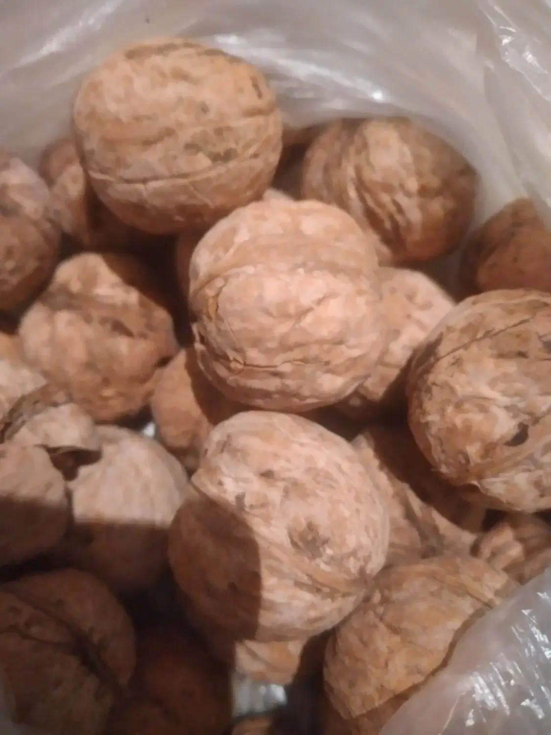 گردو خوب و پر چرب|خوردنی و آشامیدنی|پاوه, |دیوار