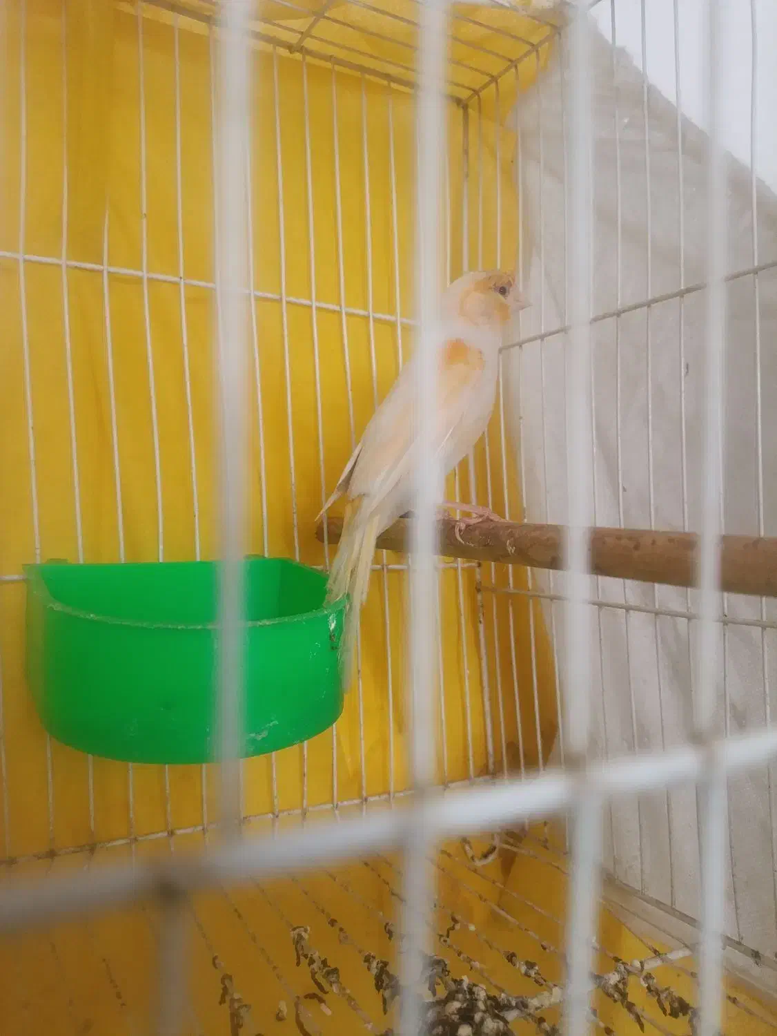 قناری موزایکی|پرنده|مشهد, شیرحصار|دیوار