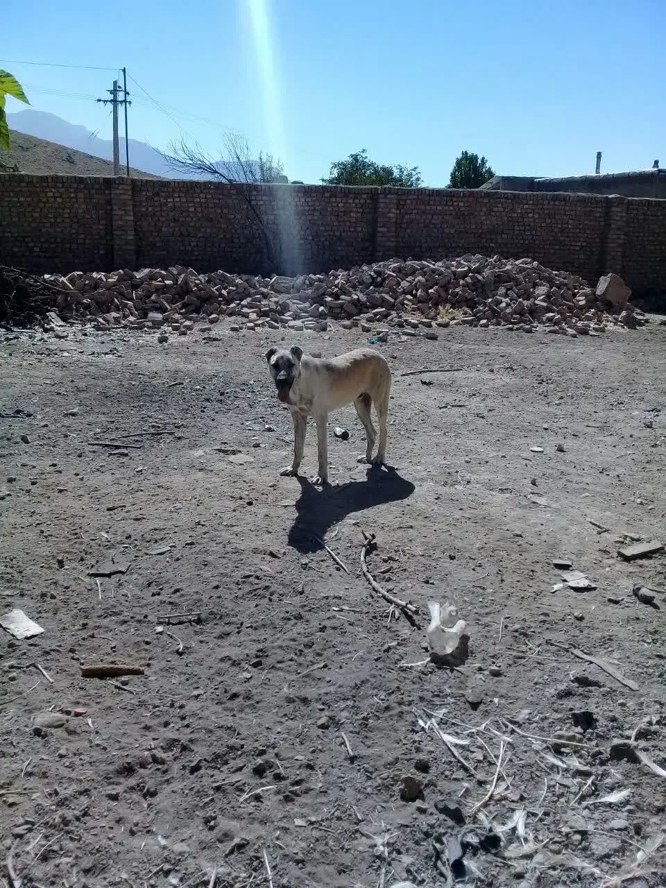 واگذاری سگ|سگ|قره چای, |دیوار