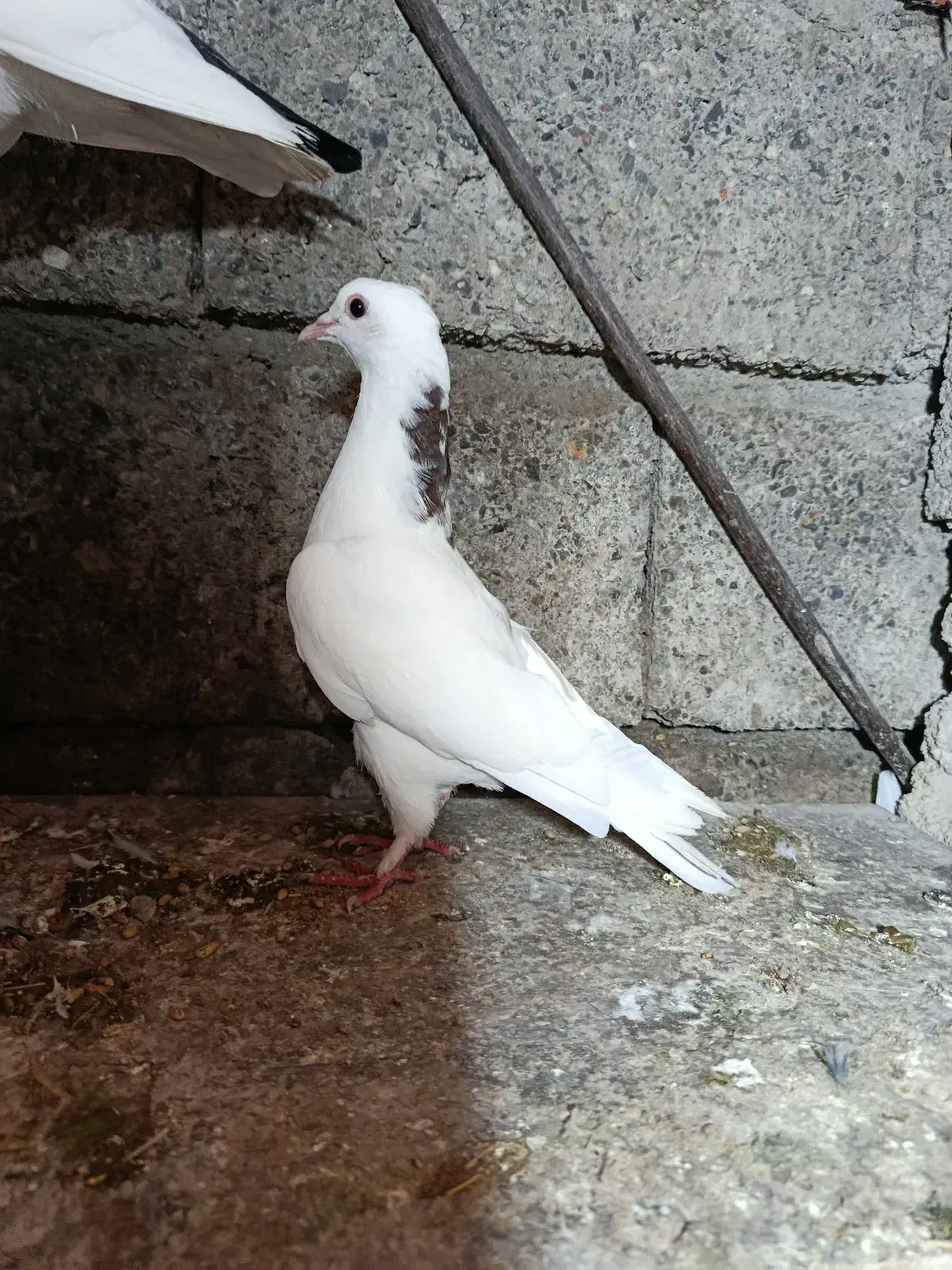 کبوتر پرشی|پرنده|پارسآباد, |دیوار