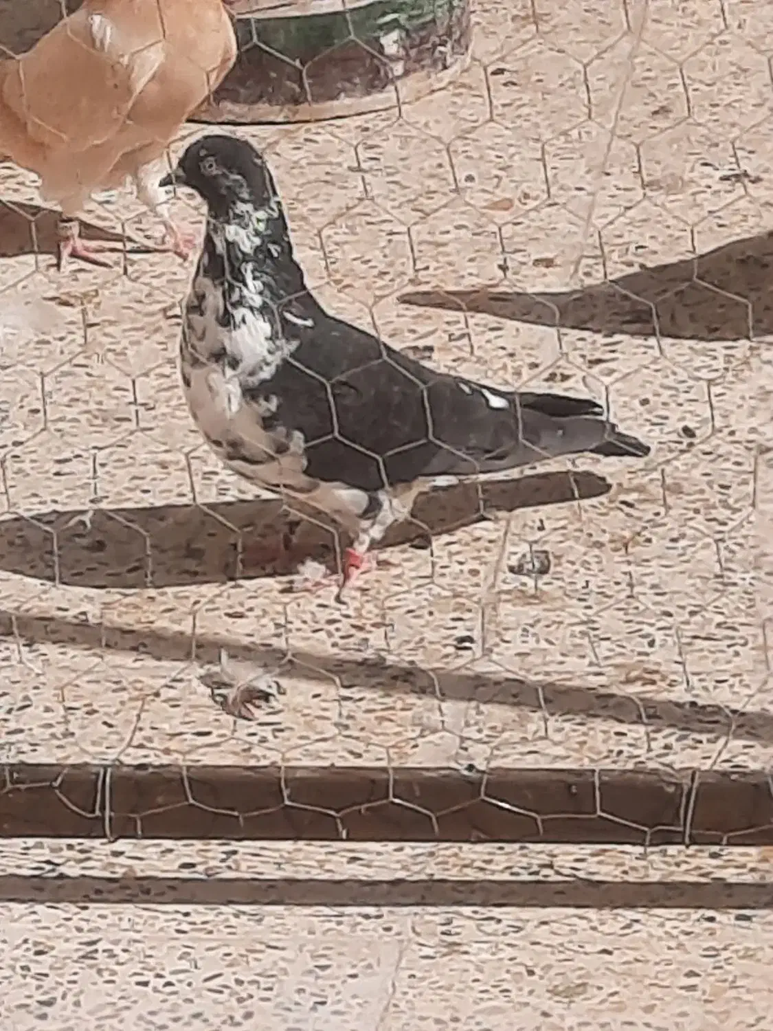 کفتر پرشی|پرنده|گلستان (تهران), |دیوار