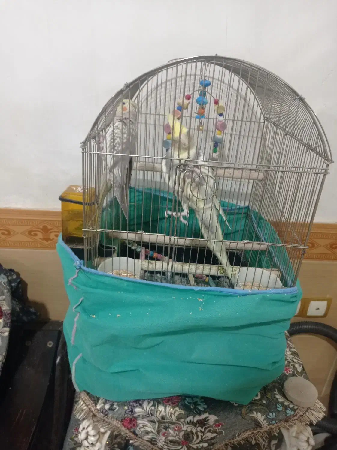 عروس هلندی خوش ذوق سخنگو|پرنده|قیدار, |دیوار