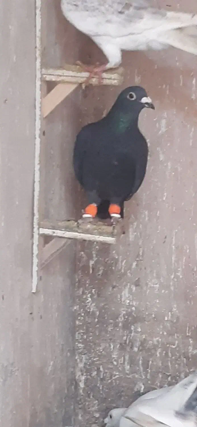 گمشده|حیوانات|سبزوار, جوادیه شرقی|دیوار