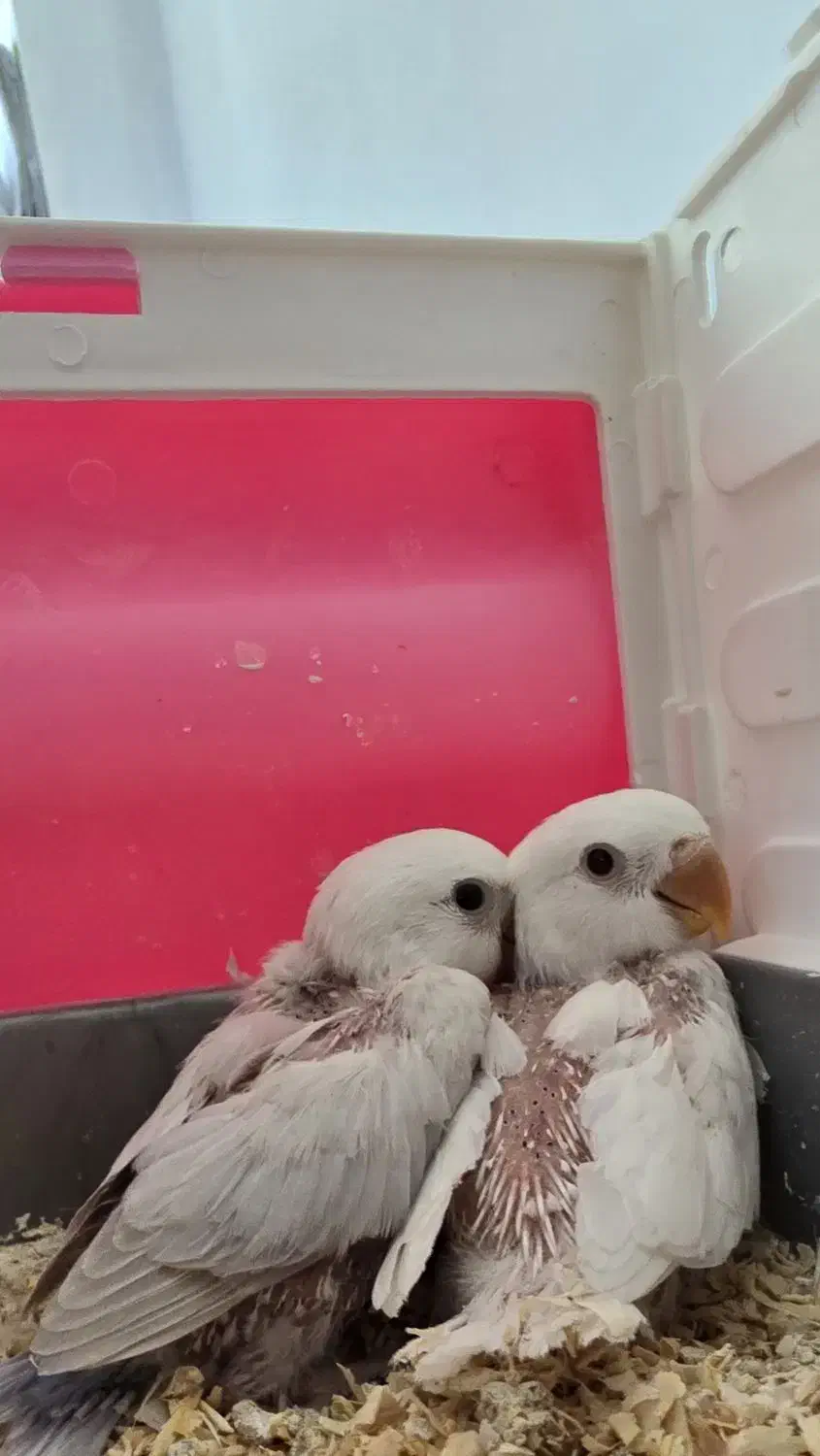 طوطی برزیلی سرلاکی|پرنده|سنقر, |دیوار