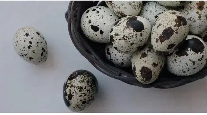 تخم بلدرچین نتفه دار و خوراکی|حیوانات مزرعه|تهران, مولوی|دیوار