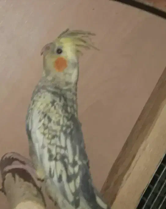 عروس هلندی|پرنده|اصفهان, احمدآباد|دیوار