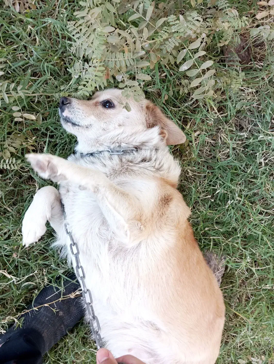 سگ پاکوتاه سالم سرحال بچه|سگ|بم, |دیوار