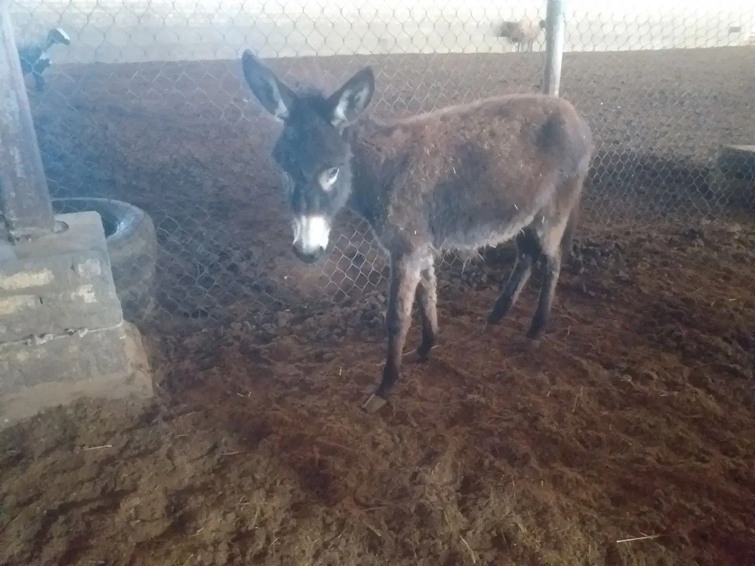 کره الاغ ماده|حیوانات مزرعه|رامند, |دیوار