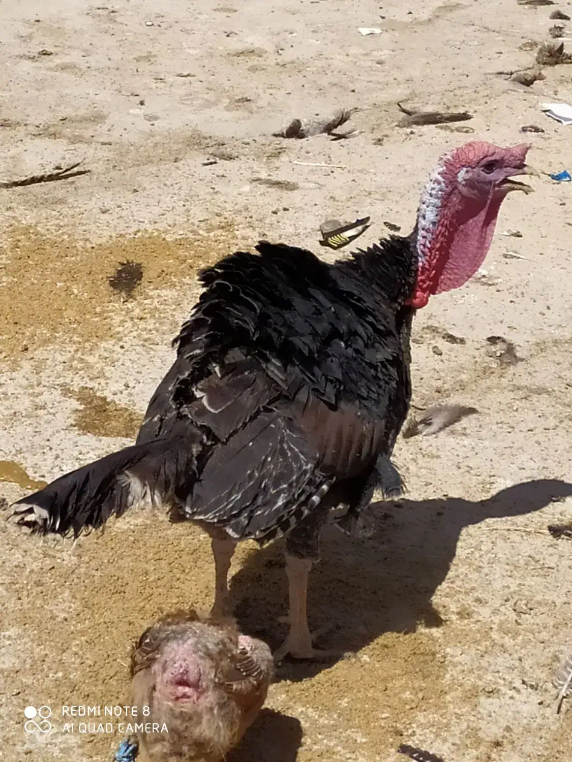 بوقلمون محلی خوب موجود هس|حیوانات مزرعه|زاغه, |دیوار