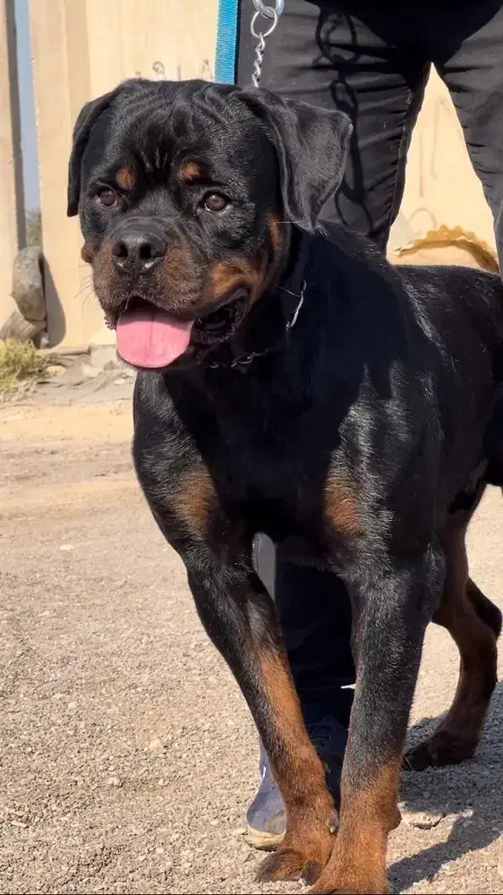 سگ نژاد روتوایلر اصیل|سگ|اهواز, کوی پیروزی|دیوار