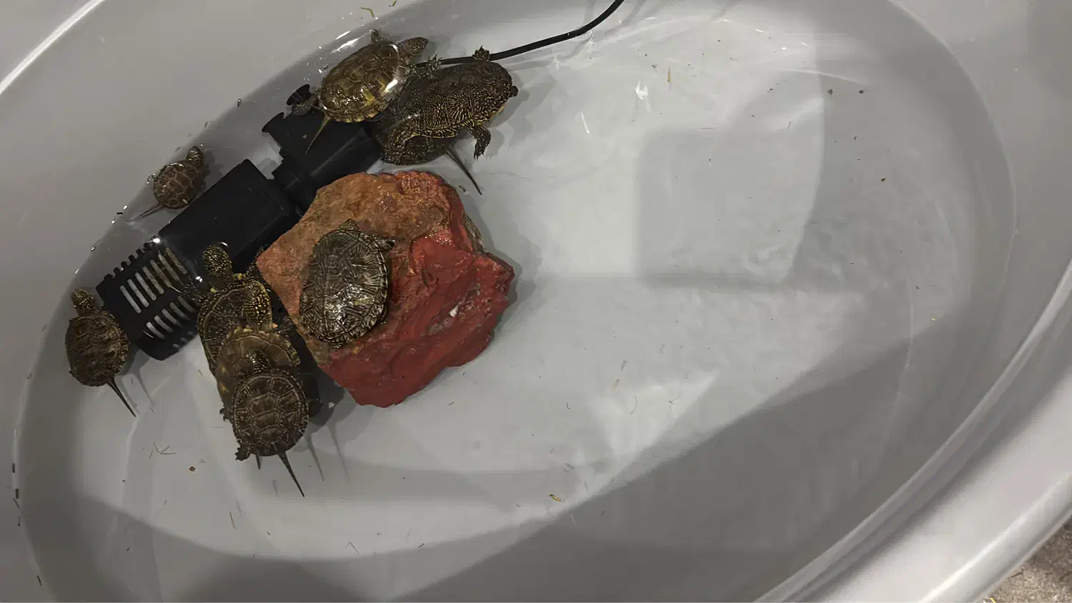 لاکی قشنگ|مجسمه، تندیس، ماکت|جم, |دیوار