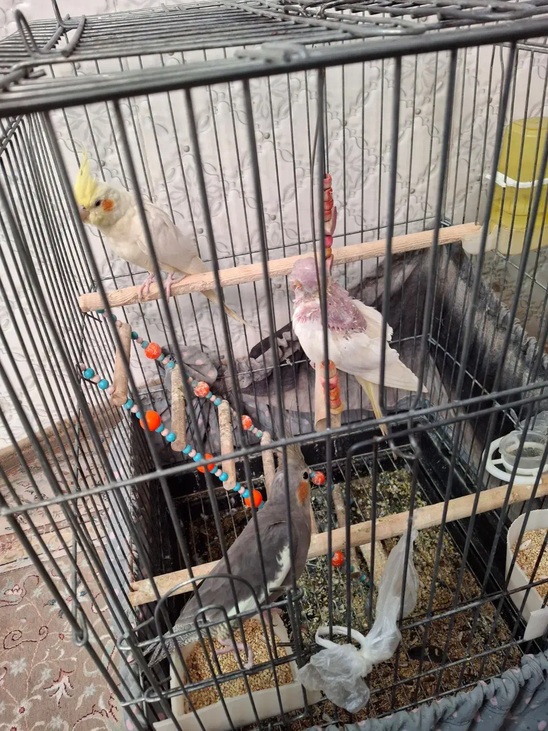 عروس هلندی بالغ|پرنده|پاکدشت, پاکدشت (مامازند)|دیوار