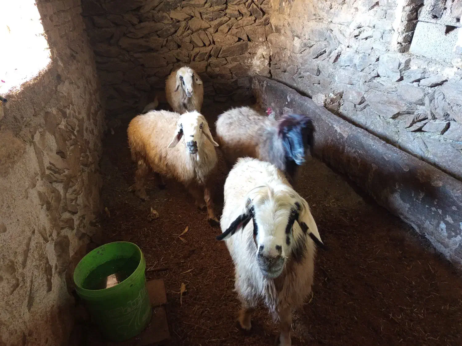 میش ترکی|حیوانات مزرعه|چنارود, |دیوار