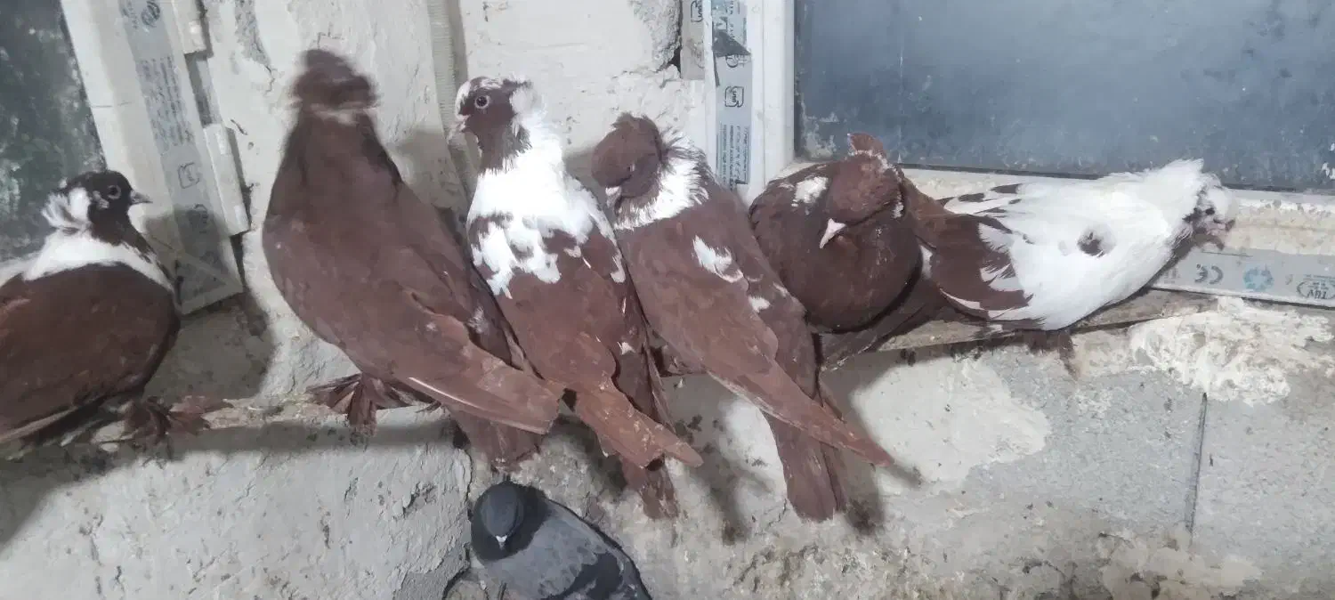 کبوتر قرمزی نشان|پرنده|اردبیل, |دیوار