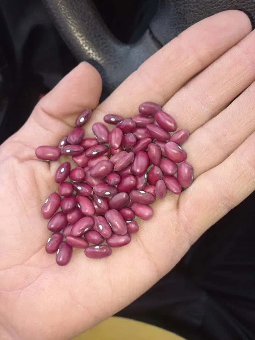 مواد غذایی|خوردنی و آشامیدنی|تهران, مظاهری|دیوار