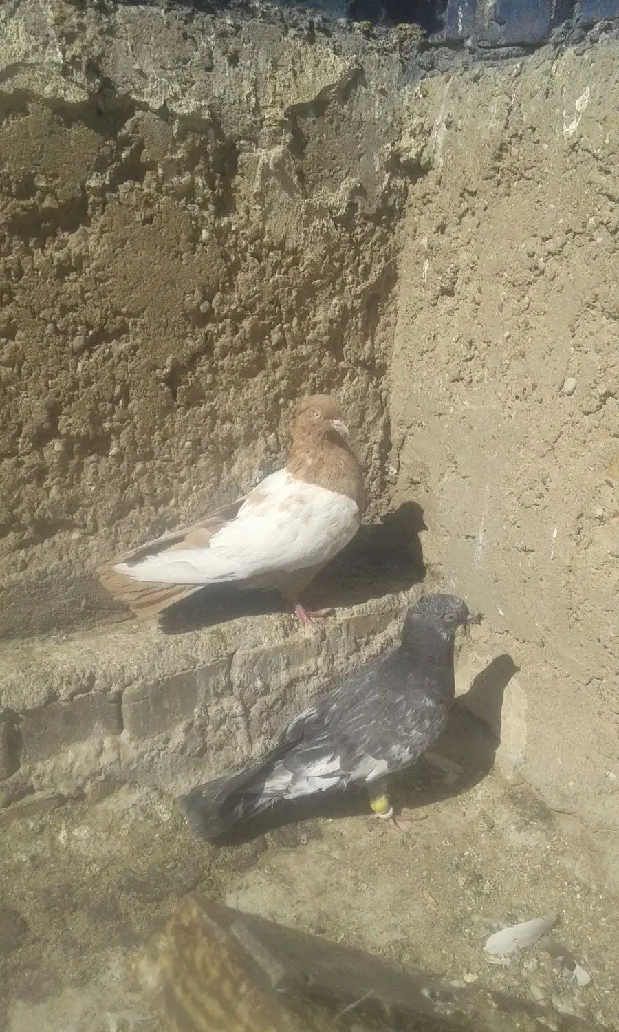 سینه ایی|پرنده|خرمشهر, |دیوار