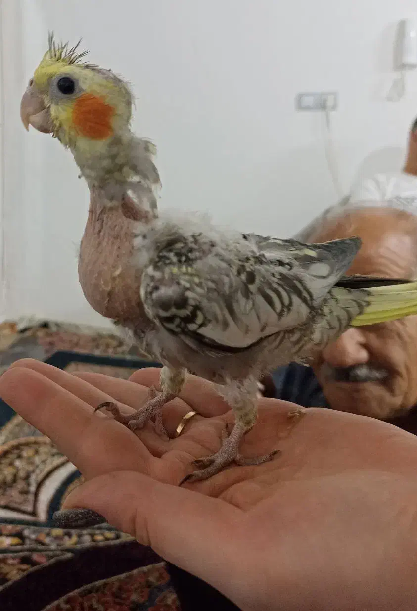 جوجه عروس هلندی مرواریدی|پرنده|شیراز, کوشک میدان|دیوار