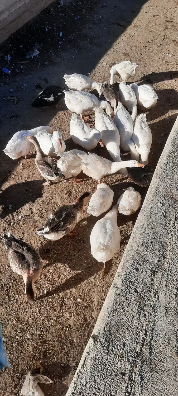 غاز غوغاز|حیوانات مزرعه|کوزران, |دیوار