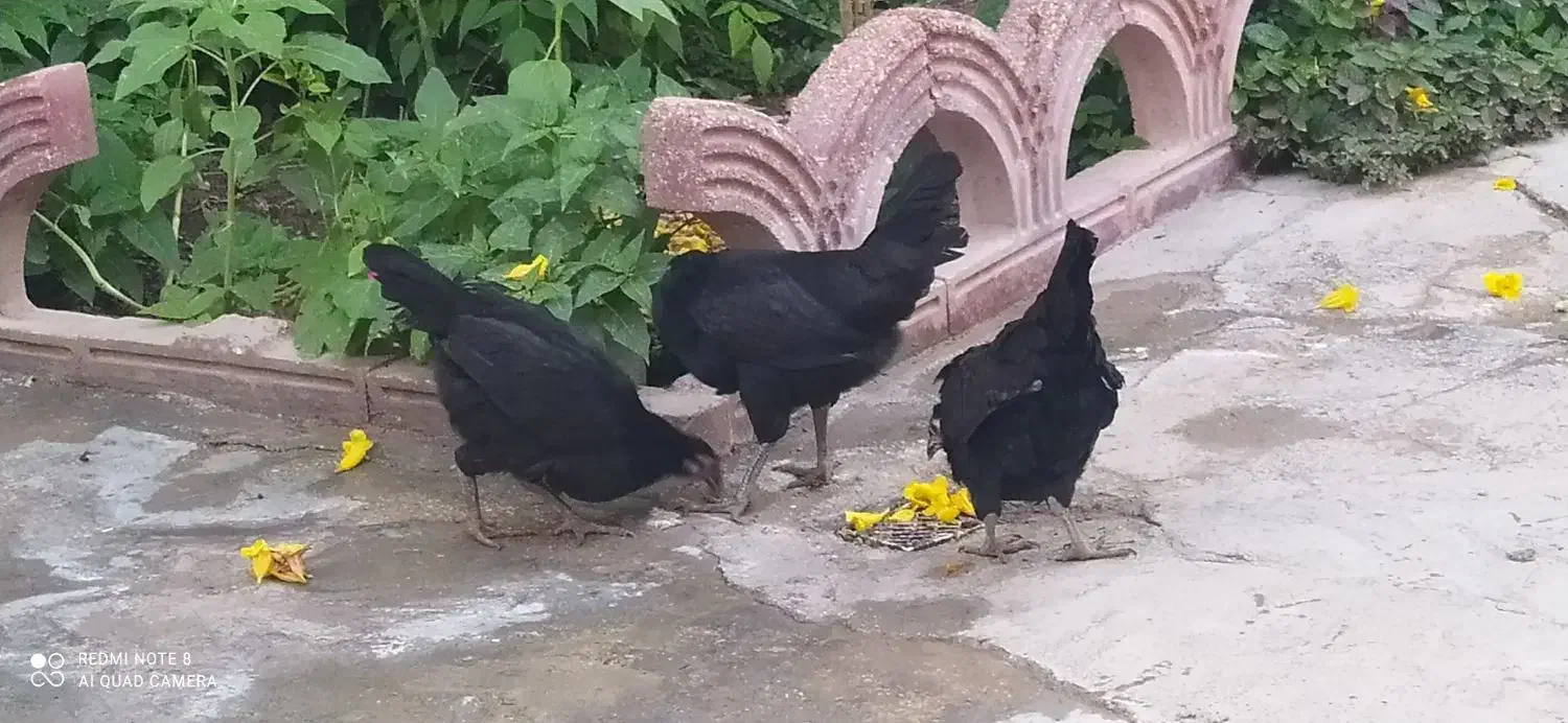 مرغ محلی  معامله با کبوترخورموج|پرنده|خورموج, |دیوار