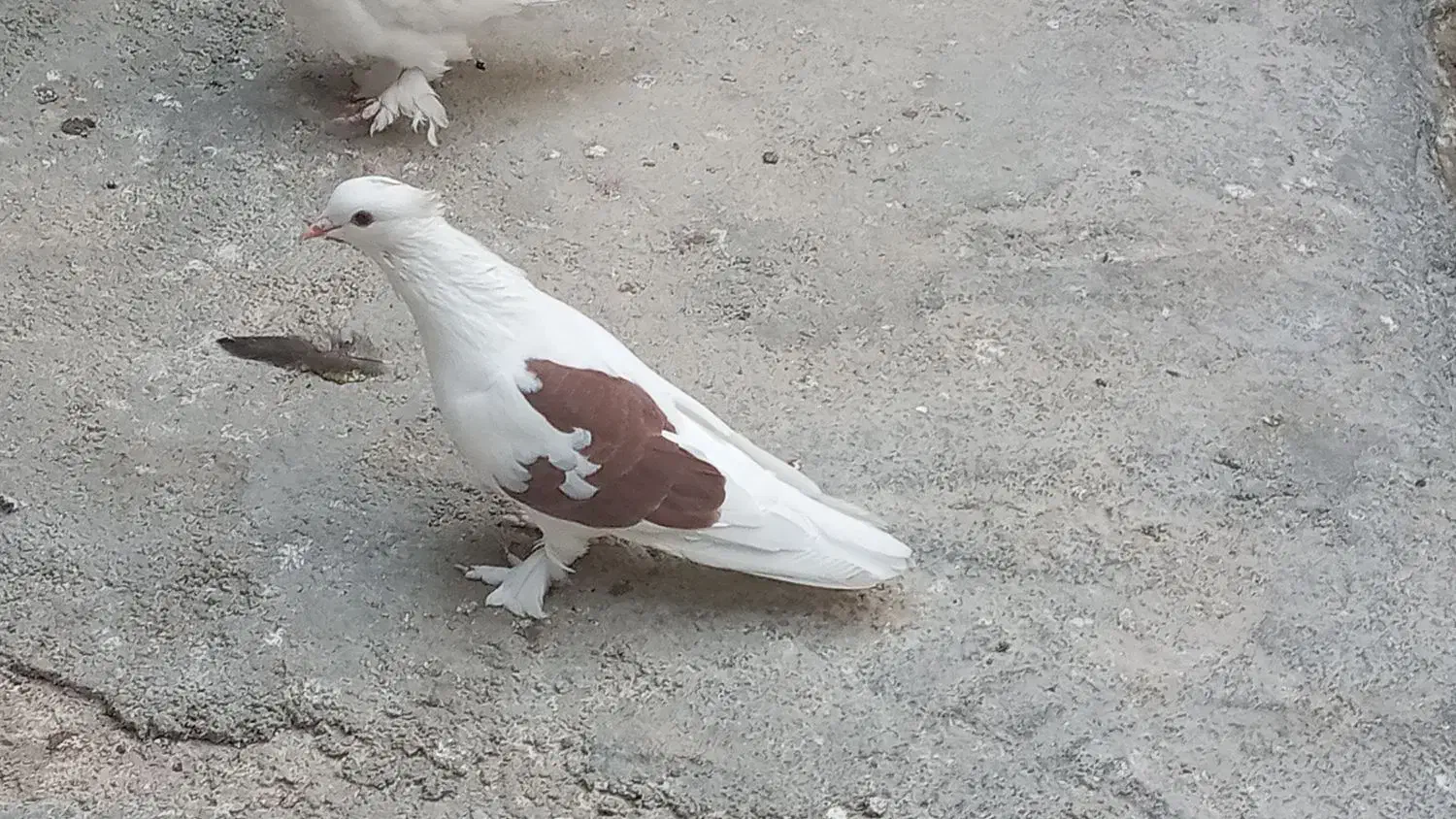 کبوتر گره|پرنده|بندرعباس, |دیوار