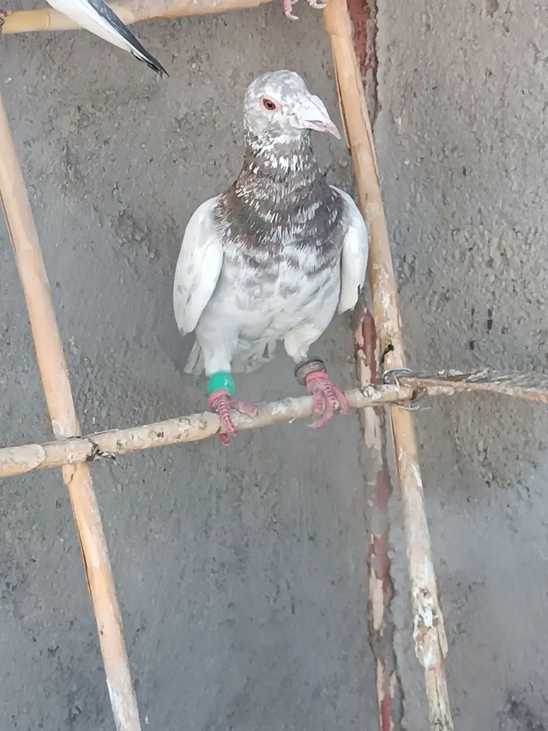 کفتر|پرنده|شال, |دیوار