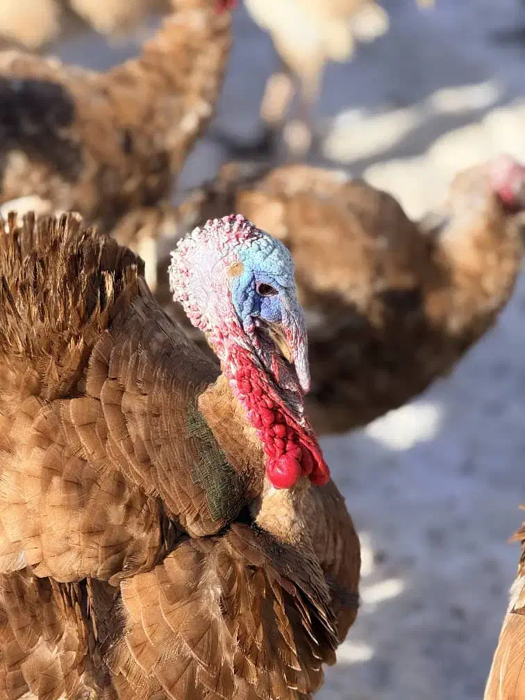 قه لی سور|حیوانات مزرعه|بانه, |دیوار