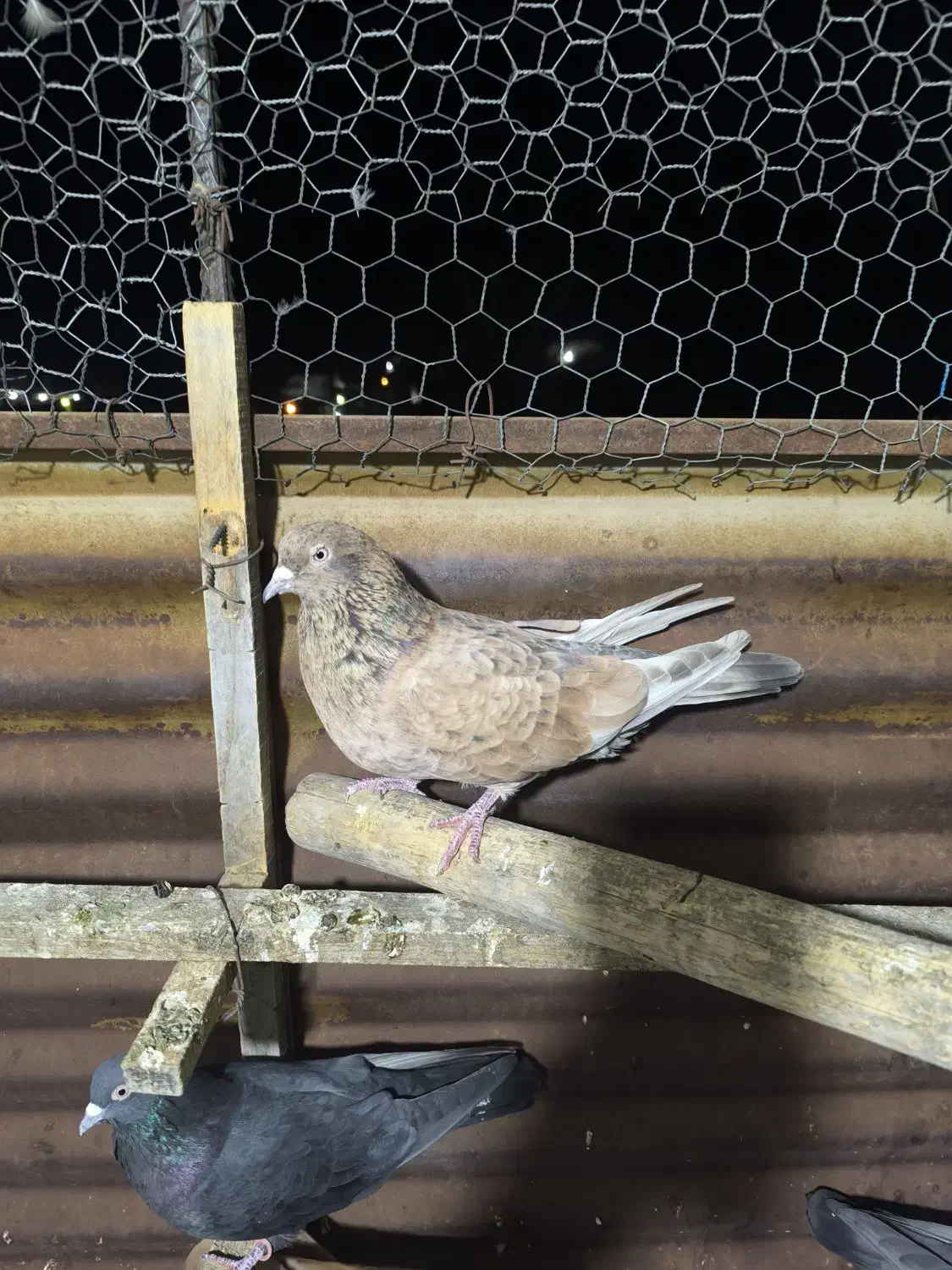 کله ای موش تلای|پرنده|هندیجان, |دیوار