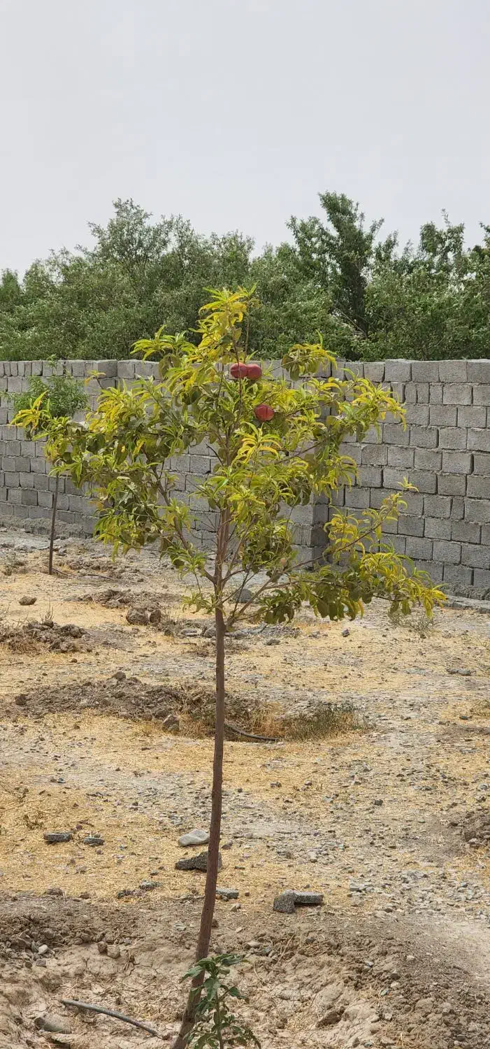 باغ باغچه زمین چهار دیواری آسفالت سند تک برگ|فروش زمین و ملک کلنگی|وحیدیه, |دیوار